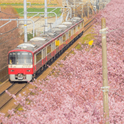 予約制駐車場を使って混雑回避！三浦海岸周辺の河津桜でお花見しましょう♪