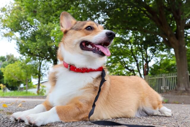 ＜駐車場情報付き＞愛犬とドッグランに行こう！東京都内の公園を厳選してご紹介