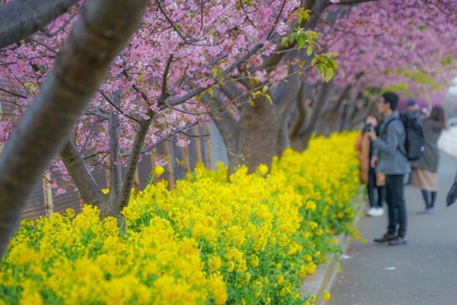 三浦海岸の河津桜と菜の花