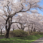 北上市立公園展勝地の桜並木