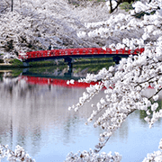 弘前公園と桜