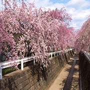 砂川堀沿いの桜