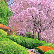 榴岡公園と枝垂桜
