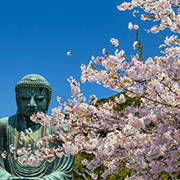 鎌倉大仏と桜