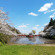 茂原公園の桜