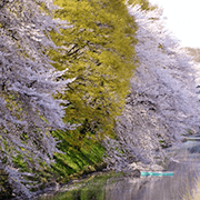 霞城公園と桜