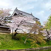 亀城公園土浦城跡の桜